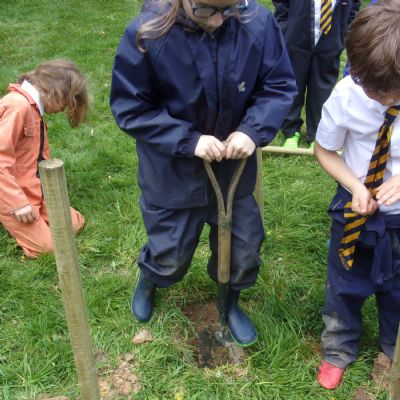Cherry Tree Planting